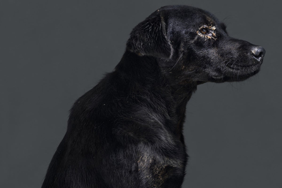 michelleicahn's tweet card. If you're thinking of getting a dog, consider your local shelter