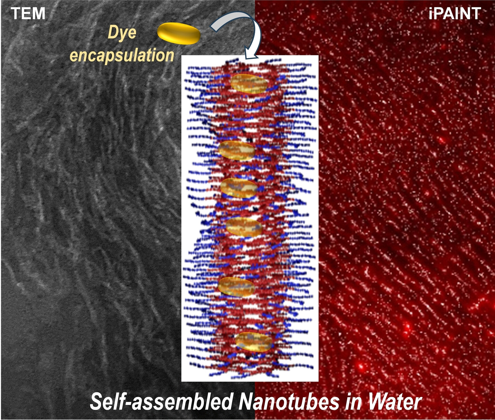 DavidGR_Lab's tweet card. Novel nanotubes of ca. 4 nm in diameter self-assembled in water from custom-tailored amphiphiles are able to selectively encapsulate apolar molecules within their lipophilic lumen.