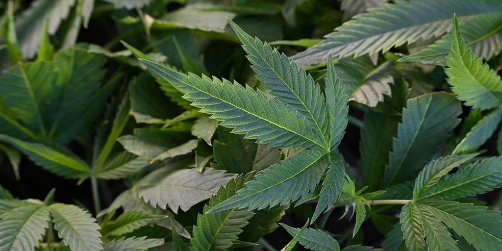 DigitalMarkAI's tweet card. President Donald Trump is weighing whether to reclassify marijuana a less dangerous drug, which would make it easier to buy and sell cannabis.