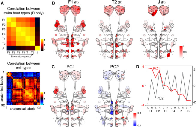 ibianco3's tweet card. Lau et al. use calcium imaging and statistical modeling to comprehensively survey reticulospinal activity during diverse locomotor behaviors. They find that a small set of functional modules act...