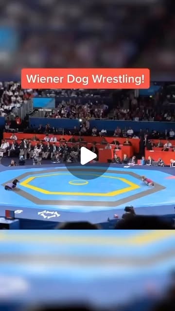 _bennch's tweet card. Skramble Wrestling (@skramblewrestling) • Instagram reel