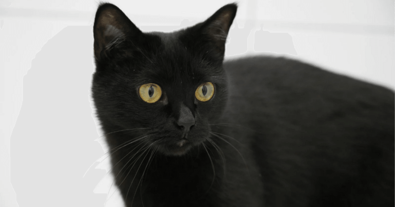 FES_note's tweet card. 明日の投稿もお楽しみに！ スキ♡はえみるさんの励みになるので応援よろしくお願いします。 山田えみるを是非フォローしてお待ちください！ 北斗の拳、10巻までKindleで39円なので是非。 私もここで揃えました。https://t.co/60mzfcFZwm pic.twitter.com/Dgqda0sDnU — 山田えみる (@aimiele) November 24, 2025...