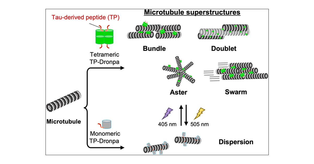 molcyb_PR's tweet card. Microtubules, a major component of the cytoskeleton consisting of tubulin dimers, are involved in various cellular functions, including forming axons and dendrites of neurons and retaining cell...