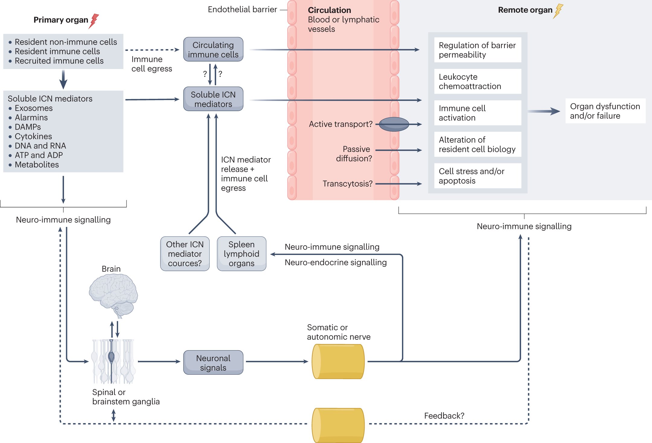 HerrlichLab's tweet card. Nature Reviews Nephrology - Here, the authors review the current understanding of interorgan crosstalk mechanisms, with a focus on interorgan communication in the kidney–lung axis during...