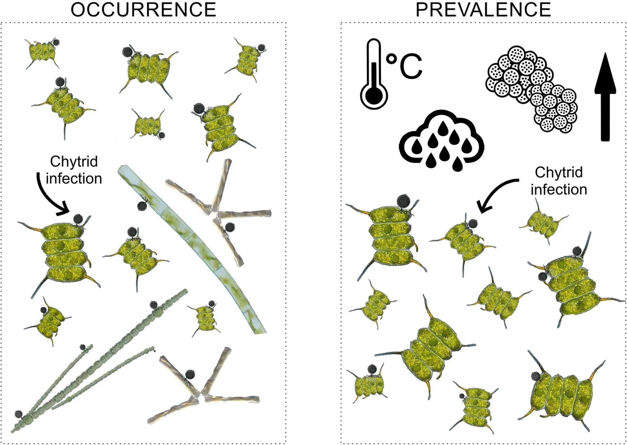 ParAqua_CA20125's tweet card. Chytrid parasites of phytoplankton infect a wide range of species, including green algae, diatoms, and cyanobacteria. Infection patterns varied, indicating that chytrid occurrence is highly dynamic...