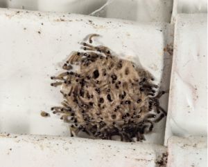 BIGTurfKnowHow's tweet card. In 2021, the entire Midwest experienced one the worst fall armyworm (Fig. 1A and B) outbreaks in decades, and for turfgrass professionals and enthusiasts it seems like we may be on the verge of...