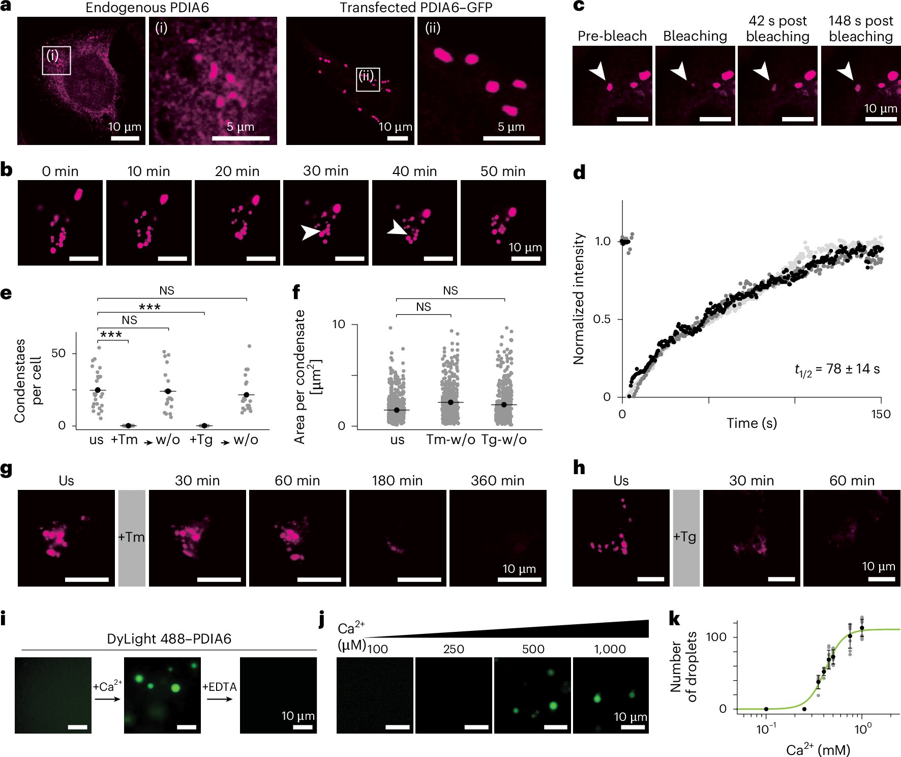 ShorterLab's tweet card. Nature Cell Biology - Leder et al. show that the chaperones PDIA6, Hsp70 BiP, ERdj3, PDIA1 and Hsp90 form co-condensates within the endoplasmic reticulum, enhancing folding and preventing...