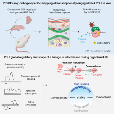Dev_Cell's tweet card. Chovatiya et al. developed PReCIS-seq, an in vivo approach that maps transcriptionally engaged RNA polymerase II in Cre-targeted cells within intact mouse tissues, without cell isolation. They report...