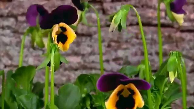 BizArticlesNet's tweet card. Ortenzia Naccarato