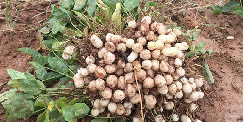 IITA_CGIAR's tweet card. A global research team co-led by the University of Cambridge’s Crop Science Centre (CSC) is unlocking the potential of Bambara groundnut in a pioneering project to combat food insecurity and climate...