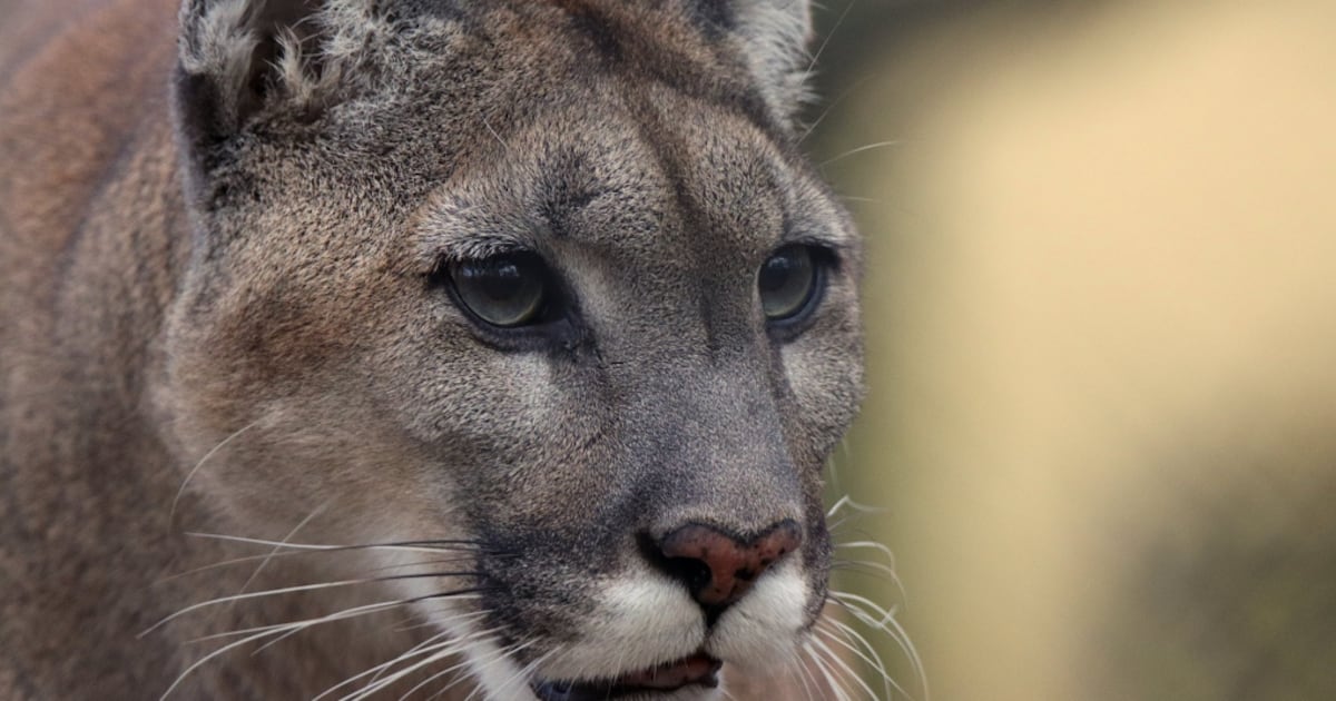 CTVVancouver's tweet card. Sections of the Whistler Mountain Bike Park were closed Saturday after reports of “aggressive cougar activity” in the area, officials say.