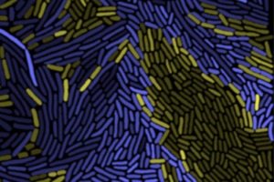 SamirSuweis's tweet card. The Alma Dal Co School on Collective Behaviour