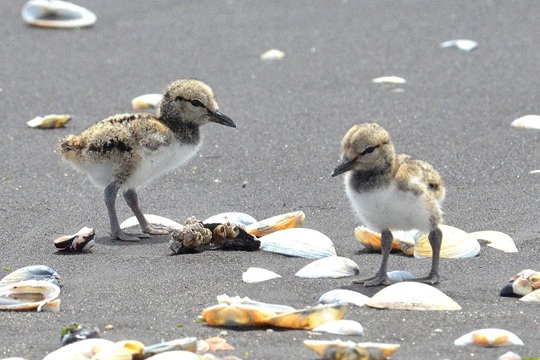 CodeXverde's tweet card. Un monitoreo advierte que las amenazas persisten en uno de los ecosistemas más valiosos del litoral central.