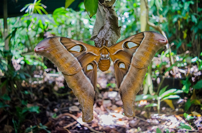 bugging_it_up's tweet card. The 3 biggest moths in the world are anything but what you'd commonly find buzzing around a light bulb! Today we take a closer look at the monster moths that are the biggest in the entire globe!