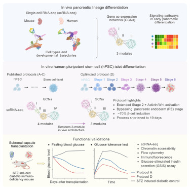 Dev_Cell's tweet card. Yu et al. show how gene networks shape pancreatic islet development and demonstrate that an innovative differentiation strategy rapidly generates high-efficiency β cells. This work provides key...
