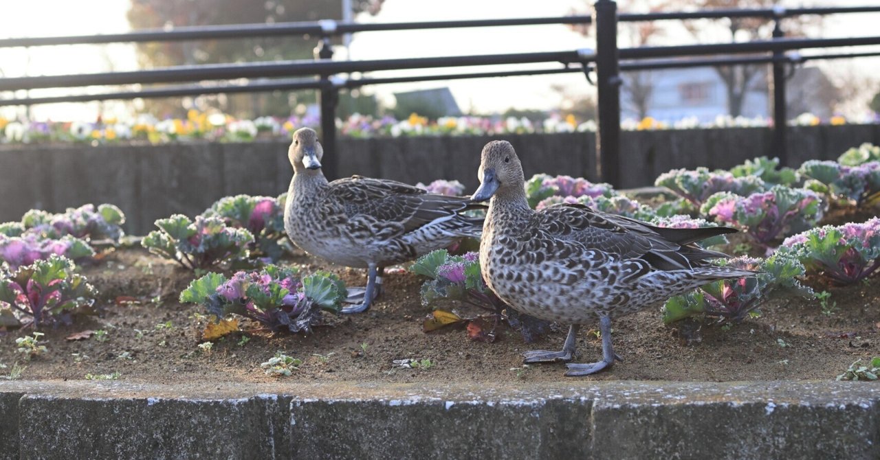 from_the_61's tweet card. カメラをEOS R6mk2からmk3に替えたての最初のとりさんぽ♪ 操作感はmk2と違和感全くなしmk2では こんな感じに撮れたことはない　 完全に別センサーだと実感WBを雰囲気優先から白優先にしたせいなのか？ 少し明るめに仕上がるかも？期待通りトリミングしやすい👍️ 別記事で、もう少しだけ差に言及してみる予定です。 おしまい。