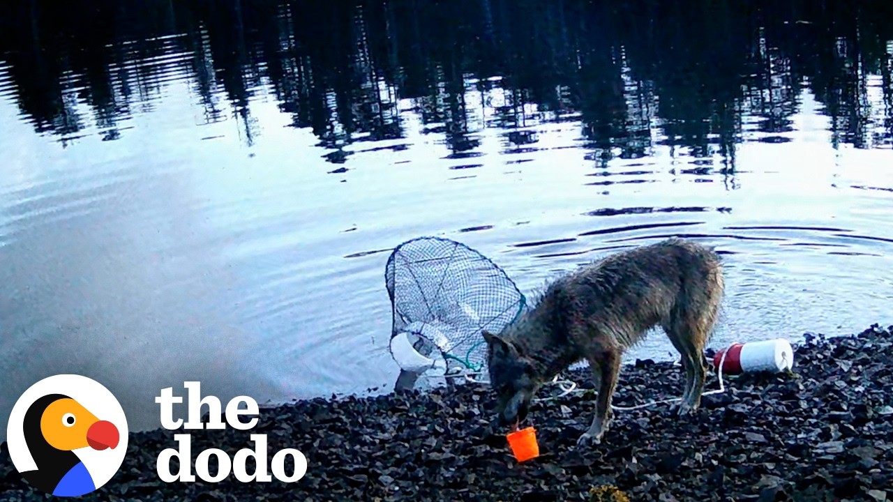 heatonmoorpark's tweet card. Wolf Taught Herself To Use A Human Tool So She Could Eat | The Dodo