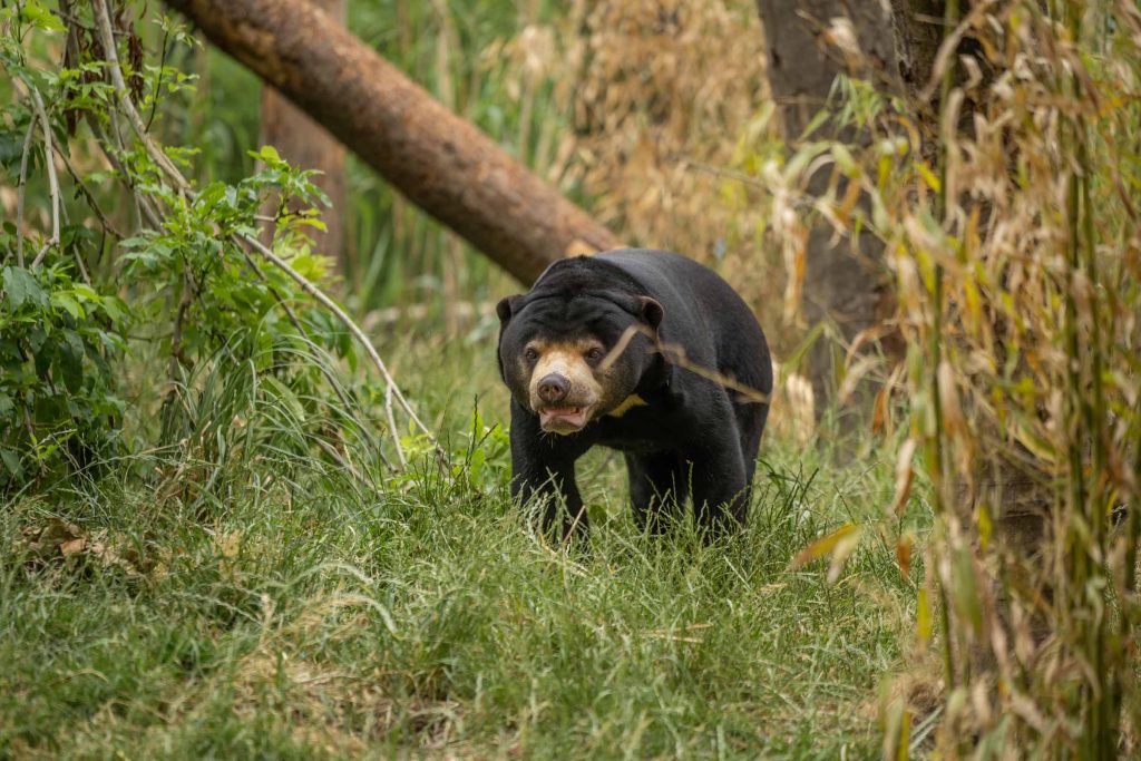ArisAsmaraSP's tweet card. Hertfordshire Zoo supports a wide range of animal sanctuaries, wildlife trusts & conversation clubs. Visit one of the best zoos in the UK, book today
