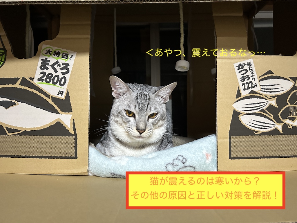 CAM40091468's tweet card. 冬になると、猫が小刻みに震えているように見えて不安になる飼い主さんは多いものです。「寒いの？」「どこか痛いの？」「病気？」と心配になりますよね。猫の震えには 寒さ以外にも複数の原因 があり、適切な原因を見極めることで正しい対策をとることがで...