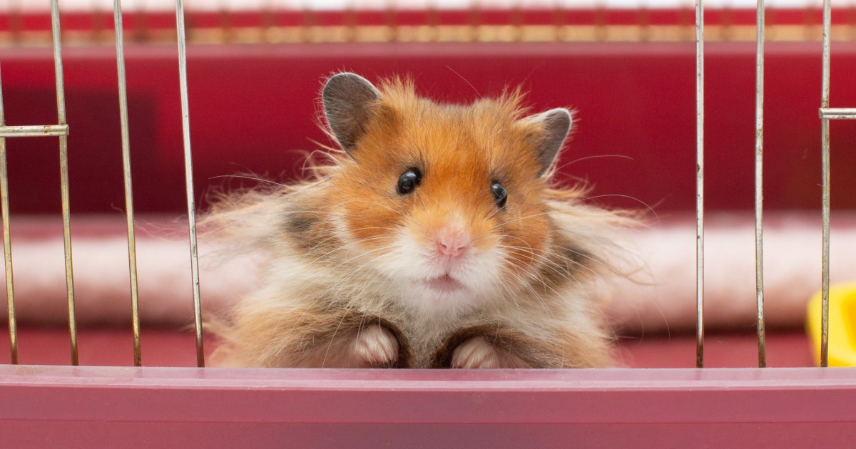 MetroUK's tweet card. The results of the experiment were a 'startling conclusion'.