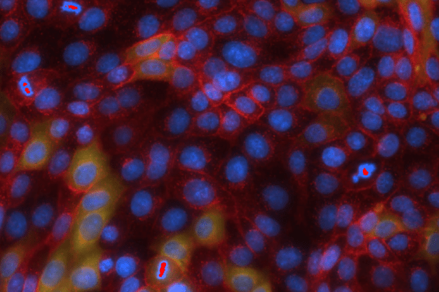 TeruelLab's tweet card. Connecting scientists interested in single-cell signaling dynamics