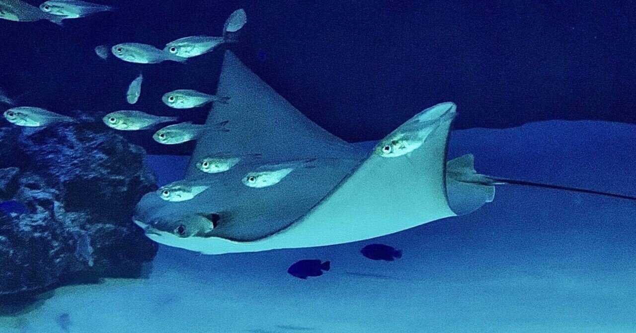 versionA20XX's tweet card. 339話目。 どうも、あおです😄 読みたいフェーズと作りたいフェーズが繰り返しやってきてます。 遊びに行きたいとバイクに乗りたいは、どこかへ旅立ってしまったようです。 根っからのインドア派です。 #挨拶文を楽しもう という訳で今回は、 ついにスティングレイに手を出した。 って、お話です。 スティングレイ？ ピンと来ない方が大半だと思います。 分かりやすく言うと『エイ』です。 海で泳いでるア...