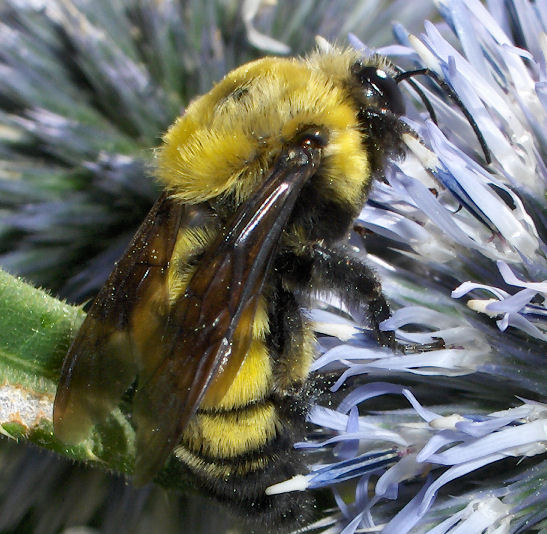 BugGuidenet's tweet card. Bombus? - Bombus morrisoni