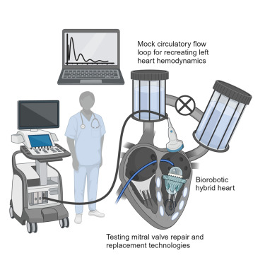 CellPressNews's tweet card. We introduce a highly realistic model of a beating heart that accurately replicates mitral valve function in both health and disease. Our simulator integrates real heart tissue with soft robotic...