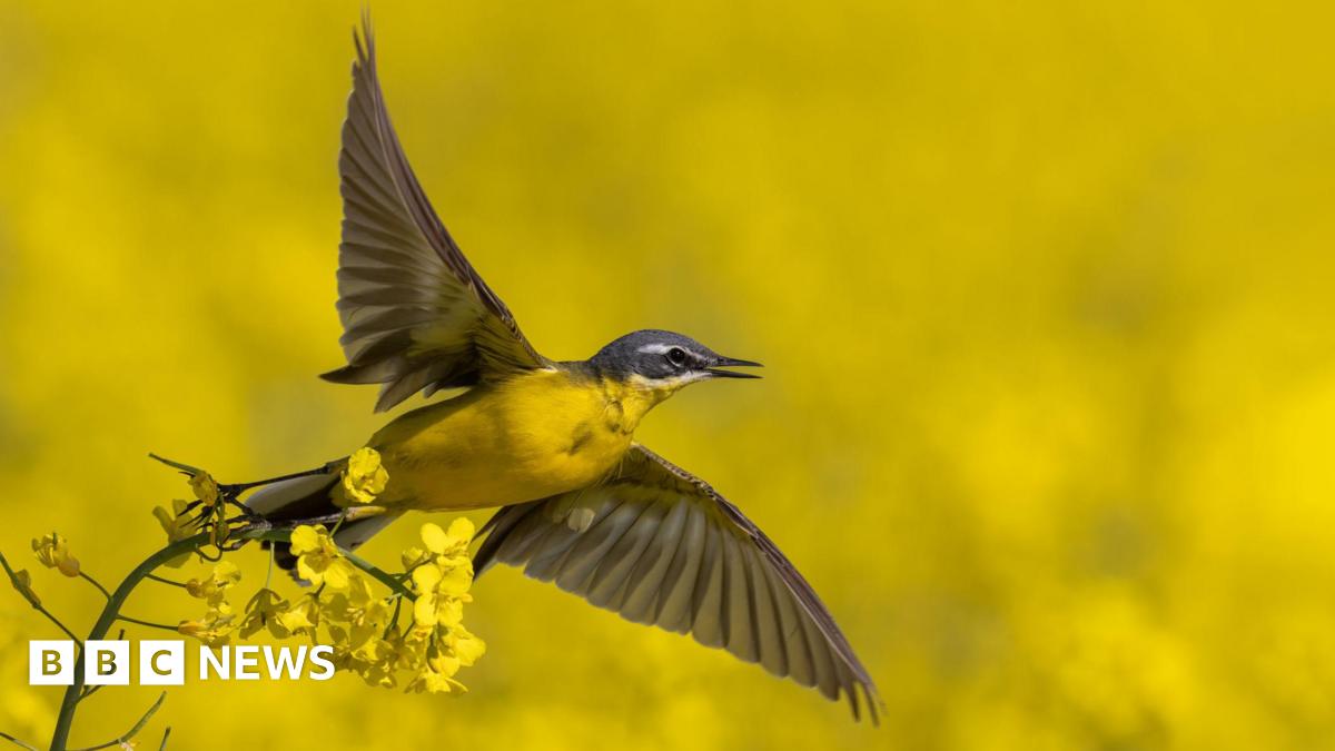 DanicaPriest's tweet card. Species in Peril identifies thousands of at-risk species in Wales based on geographical restriction.