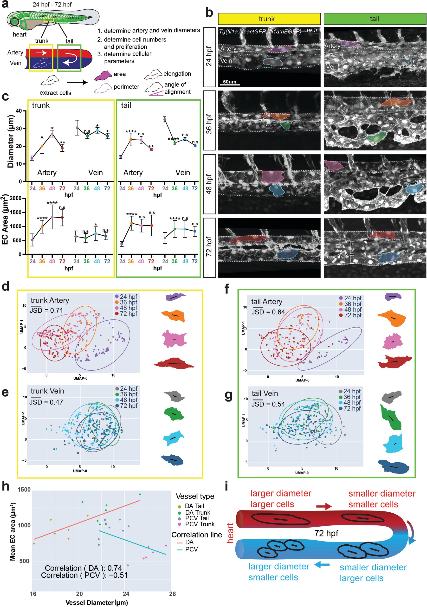 SiekmannLab's tweet card. Angiogenesis - Hemodynamic cues are thought to control blood vessel hierarchy through a shear stress set point, where flow increases lead to blood vessel diameter expansion, while decreases in...