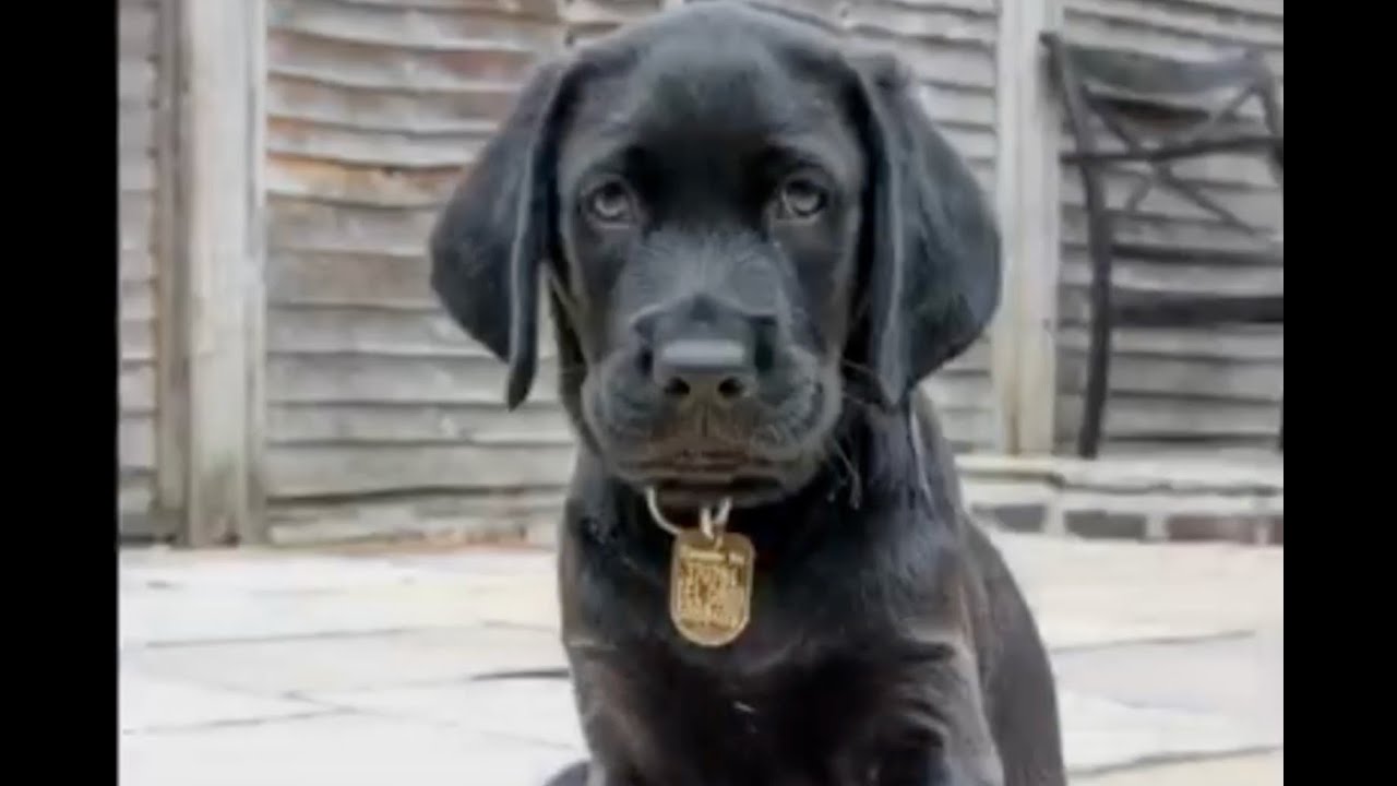 GuideDogsSG1's tweet card. Happy 3rd birthday to guide dog Marty