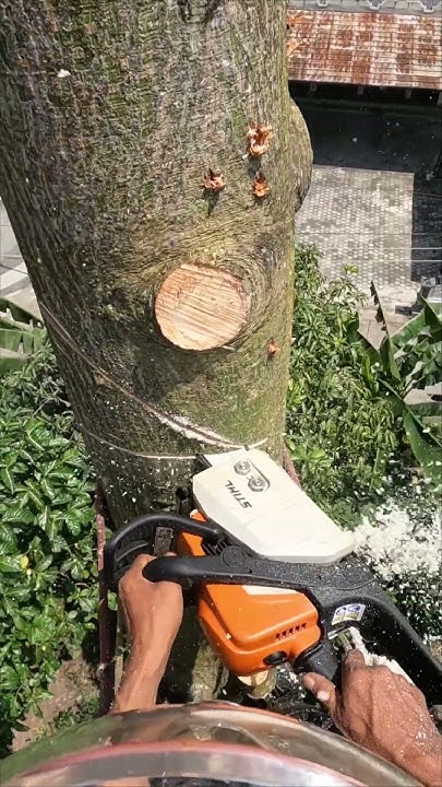 rebelpoet99's tweet card. Bait Cut to increase wood pile weight to the face cut. #treework...