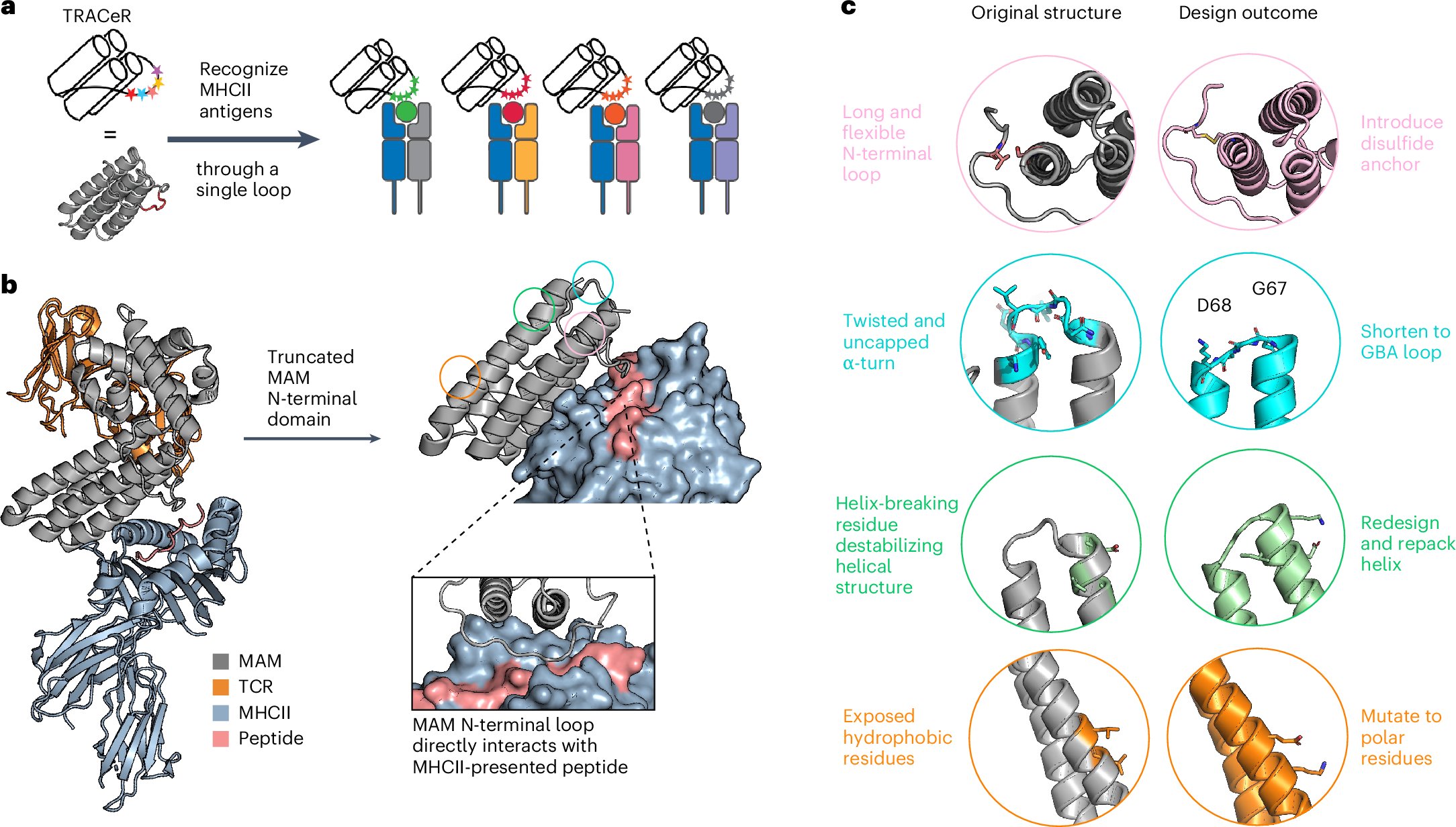 NatureBiotech's tweet card. Nature Biotechnology - Specific binders to peptide–MHC class II are rapidly generated without laborious screening.