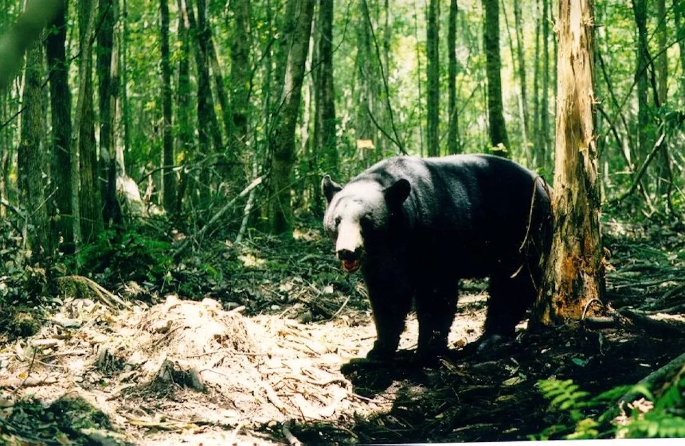 cl_tampabay's tweet card. Floridians already have that right, but the NRA-backed initiative could open the door to the brutal killing of wildlife.