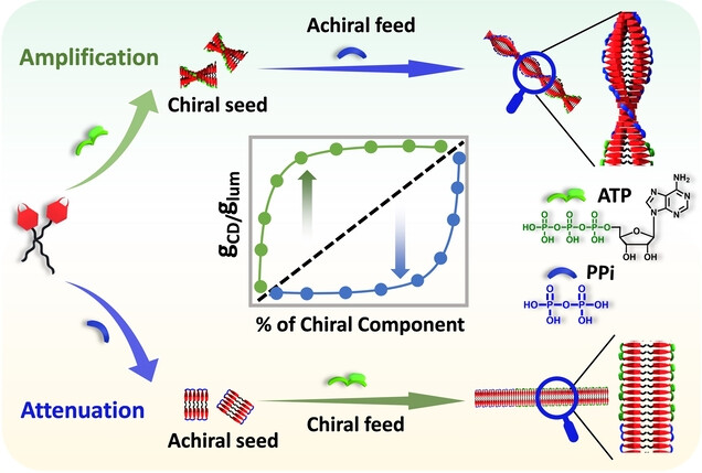 SubiJGeorge's tweet card. Herein, we introduce a novel strategy to both amplify and attenuate asymmetry in supramolecular assemblies using a seed-induced supramolecular polymerization strategy under kinetic conditions—an...