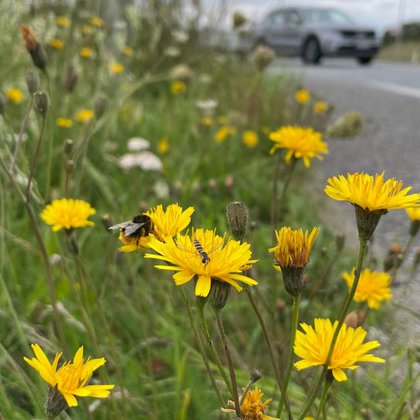 Tweet card summary image