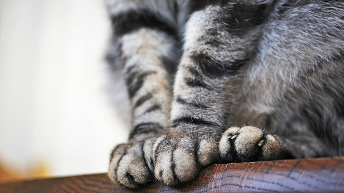 FreePetsJP's tweet card. ネコ科動物のエンパワーメントにとって歴史的勝利だ。ニョーヨーク州議会は6月4日、ネコの爪除去を禁止する法案を可決した。法案が施行されれば、アメリカの州として初となる。同法案は複数の獣医師団体が何年にも…