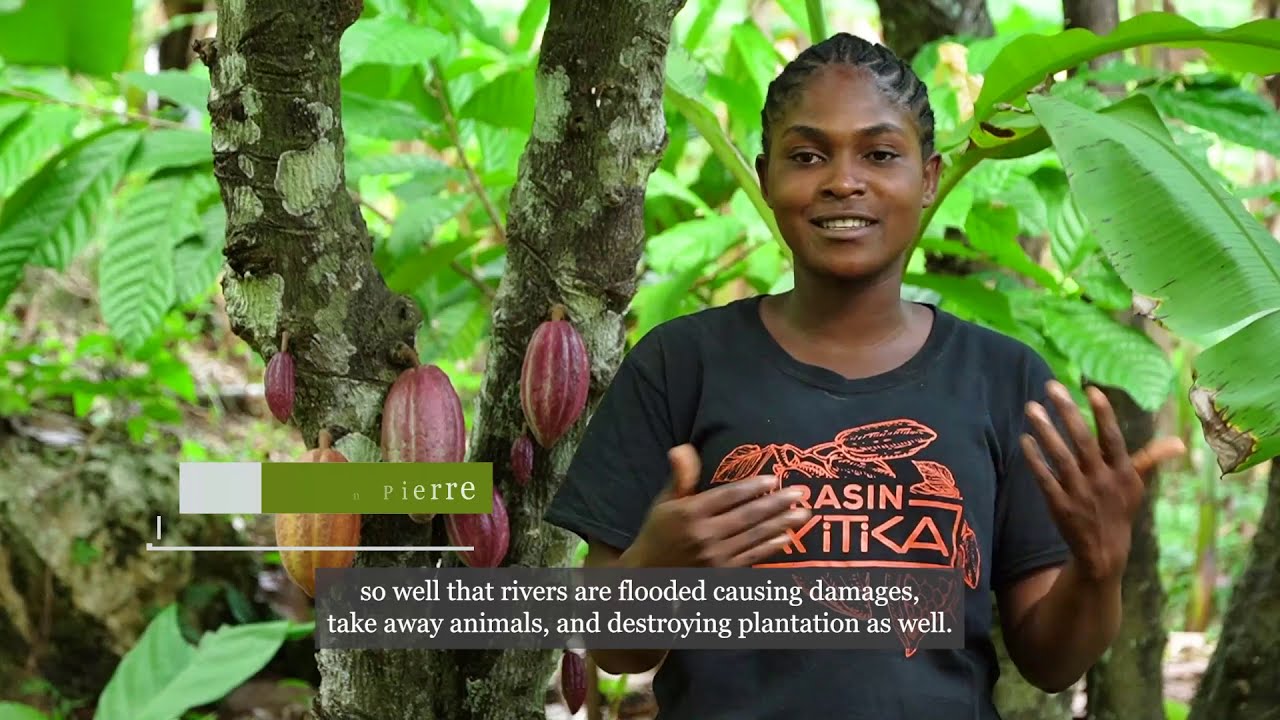 WorldCocoa's tweet card. A Healthy Planet for Cocoa Farmers
