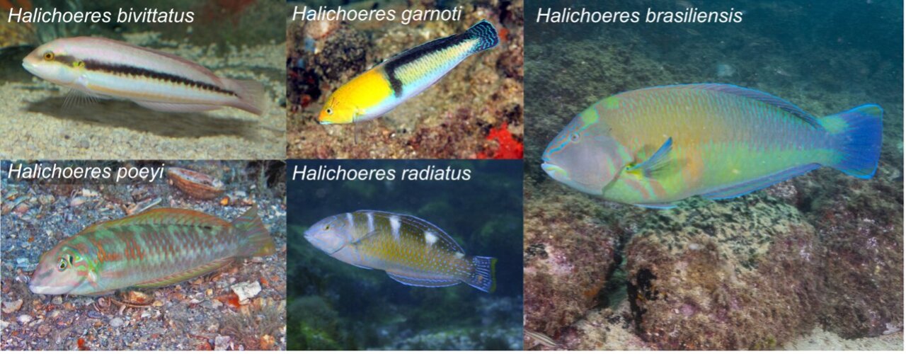 FishBaseProject's tweet card. Scientists have debunked the belief that using tools is unique to mammals and birds, after documenting tropical fish that smash shellfish against rocks to open and eat the meat, in a fascinating new...