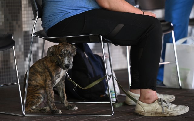 tineywristwatch's tweet card. Dogs are naturally curious animals, notorious for exploring the world by way of their mouths. So if you’re a cannabis user, it’s possible – even likely – that one day your dog will sample your stas…