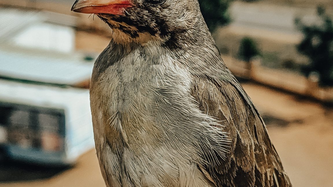 beegeek's tweet card. The honeyguide recognizes calls made by different human groups.