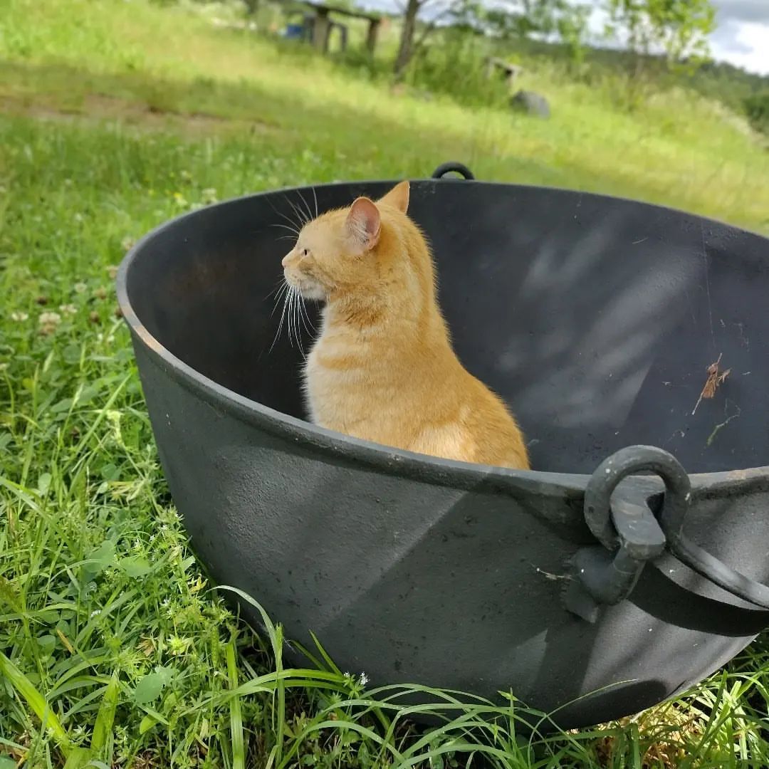 practical_witch's tweet card. 💬 0  🔁 0  ❤️ 1 · Thomas sitting in my yard cauldron. (at Practical Witch) https://www.instagram.com/p/CeFcw1nNpok/?igshid=NGJjMDIxMWI=