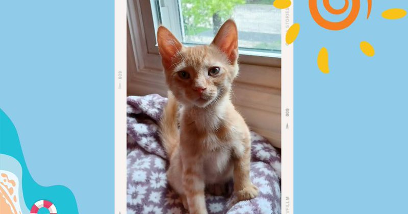 Tweet card summary image