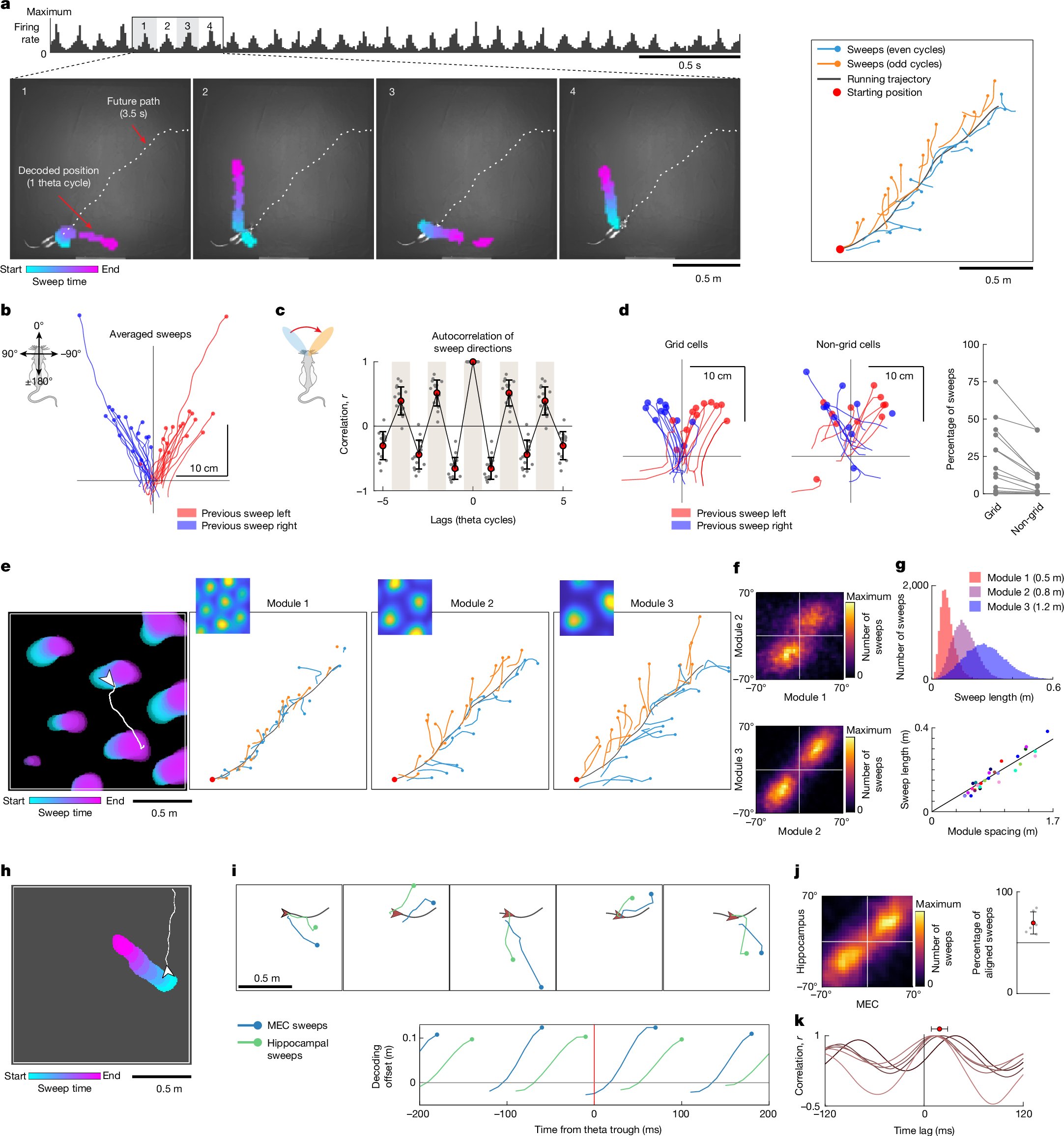EdvardMoser's tweet card. Nature - A study in rats proposes a mechanism for how the brain maps the surrounding environment, including places it has never seen, by alternating left and right forward sweeps in successive...
