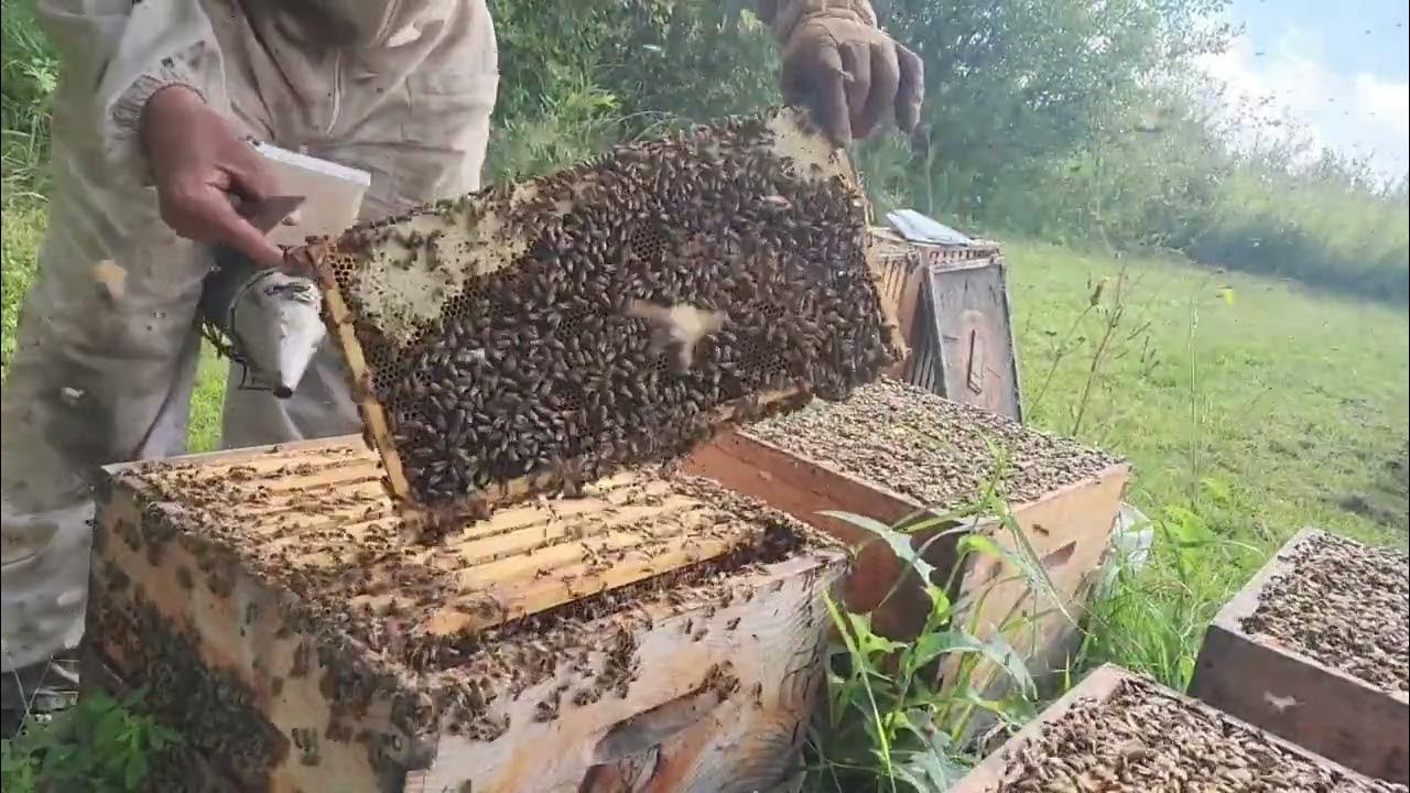 rustom70's tweet card. Preparing for Canadian winter, End of Honeyflow.