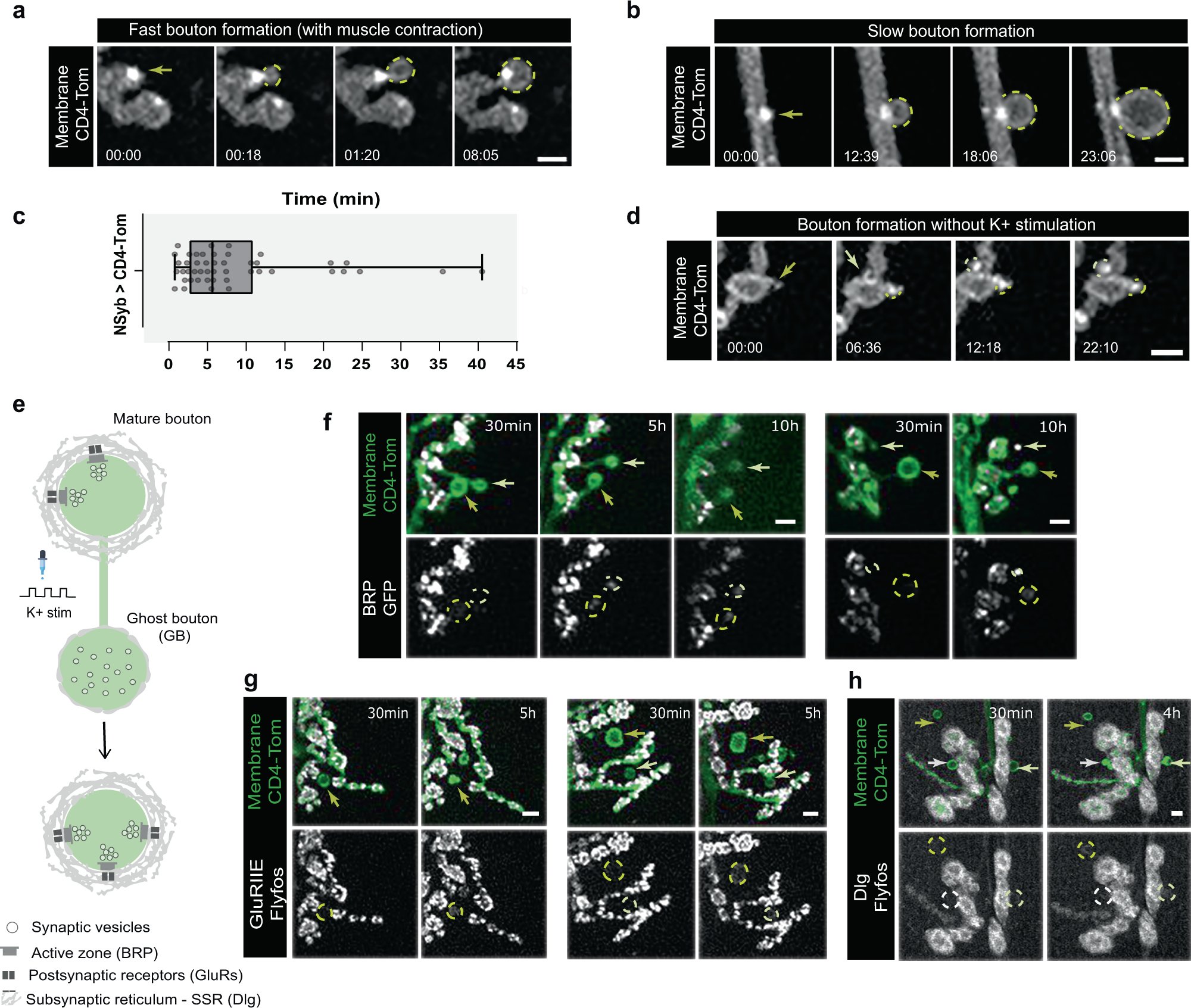 Teodoro_Lab's tweet card. Nature Communications - Neuronal remodeling is critical for neuronal function. Here, the authors report that motor neurons use membrane blebbing coupled to muscle contraction as a mechanism for...
