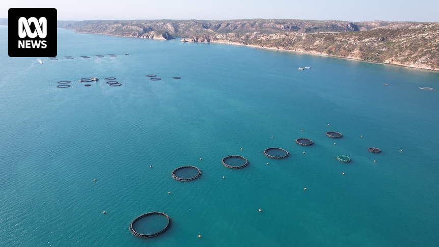 MargaretHollin1's tweet card. Traditional owners in Western Australia's far north question if conservation or industry comes first, as fish farming behemoth Tassal seeks to expand its barramundi operations.