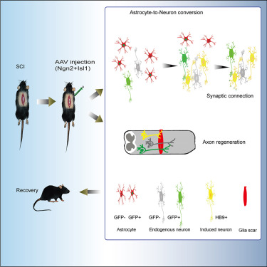 CellRepMed's tweet card. Zhou et al. show that activation of Ngn2 and Isl1 enabled reactive astrocytes to convert into neurons, which promotes functional recovery after spinal cord injury, with new neurons forming synaptic...