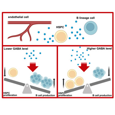 rahmanLAB2023's tweet card. Tamplin and colleagues functionally test production of GABA metabolite in the bone marrow microenvironment as a regulator of hematopoietic stem and progenitor cells. Conditional deletion of GAD...