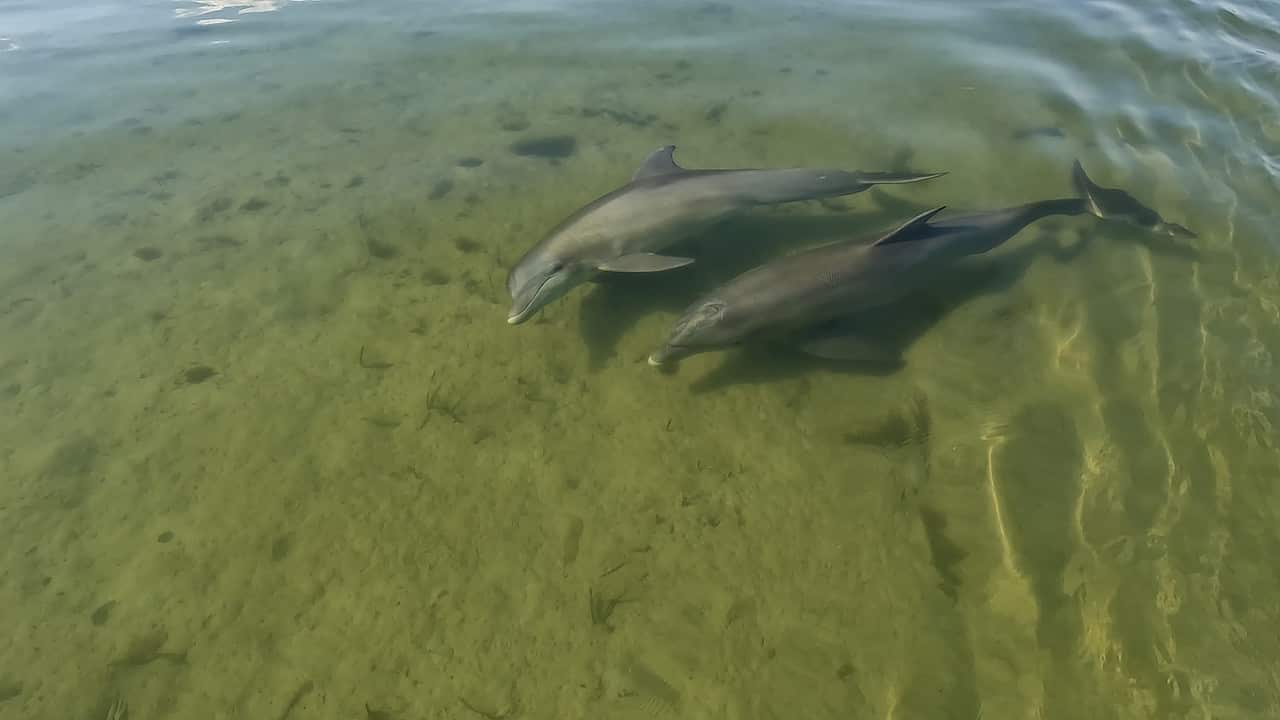 nhk_darwin's tweet card. 【NHK】フロリダ半島の水辺では、個性豊かな生きものたちが謎の行動を繰り広げる。ハンドウイルカが狩りを始めると、なぜか水面に不思議なリングが浮かび上がり、次々と魚が飛び出してくる。マジックのような狩りの秘密とは？さらに、ビーチを埋め尽くすように大集結した１００万匹の魚に巨大魚が襲いかかる。最後はマナティー。のんびり暮らしていたかと思うと、突如集団で大移動して大騒ぎを始める。フロリダの水辺で３...